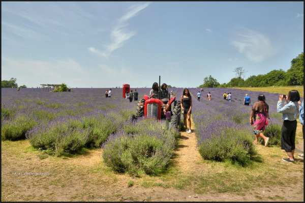 A.P.PHOTOGRAPHY28.06.19 Mayfields Lavender Fields.tractors..