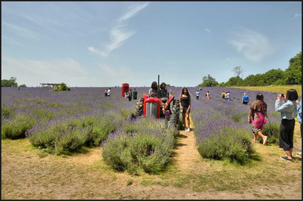 A.P.PHOTOGRAPHY28.06.19 Mayfields Lavender Fields.tractors..